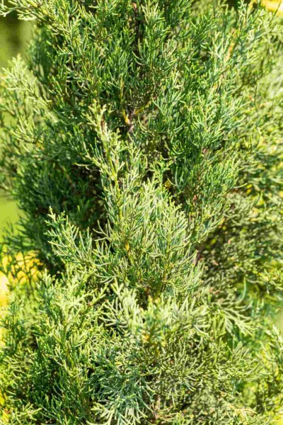 Cupressus sempervirens 'Pyramidalis' Strauch Cupressus sempervirens 'Pyramidalis' Strauch