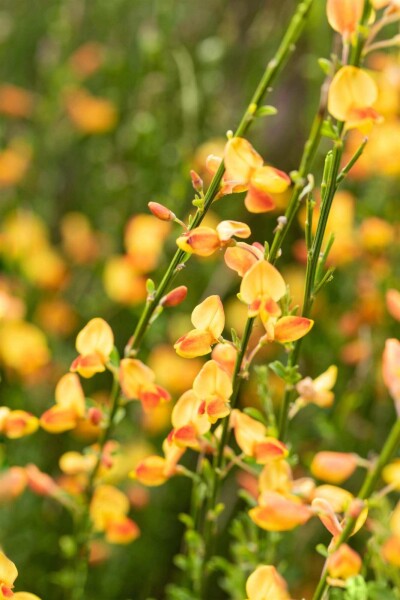 Cytisus 'Apricot Gem' Cytisus 'Apricot Gem'