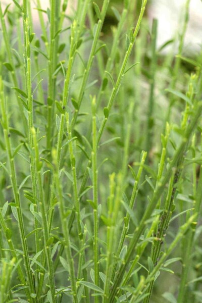 Cytisus 'Lena'