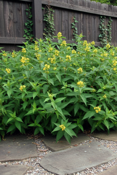 Diervilla sessilifolia 'Butterfly' struik