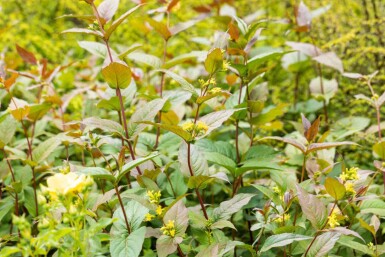 Diervilla splendens