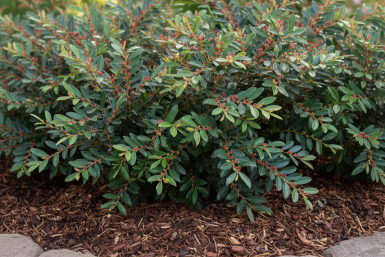 Distylium 'Blue Cascade' Strauch