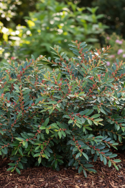 Distylium 'Blue Cascade' Strauch