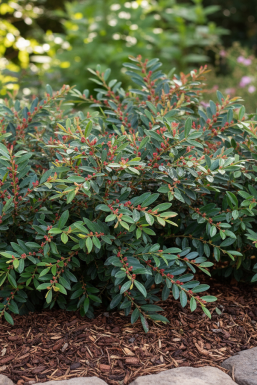Distylium 'Blue Cascade' Strauch