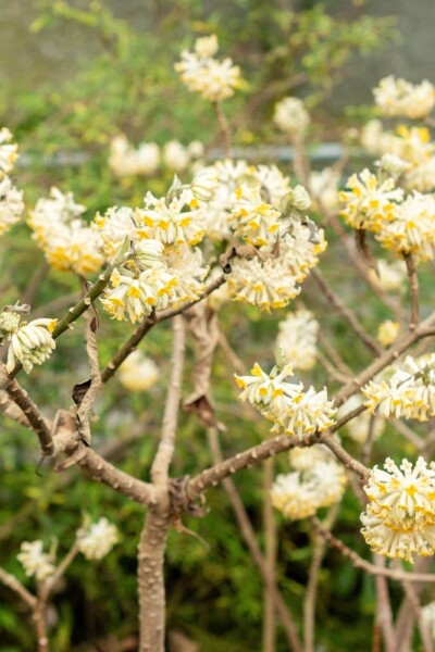 Edgeworthia chrysantha