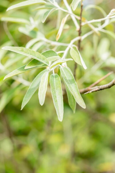 Elaeagnus angustifolia Elaeagnus angustifolia