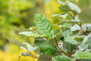 Elaeagnus ebbingei 'Compacta' Strauch 40-50 cm