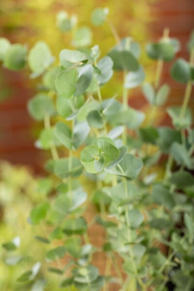 Eucalyptus gunni 'Azura' Eucalyptus gunni 'Azura'