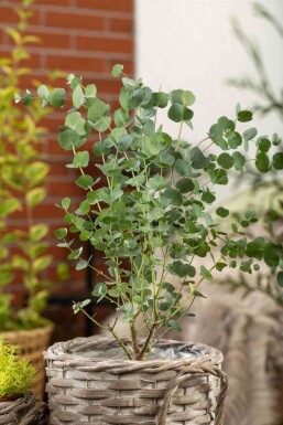 Eucalyptus gunni 'Azura'