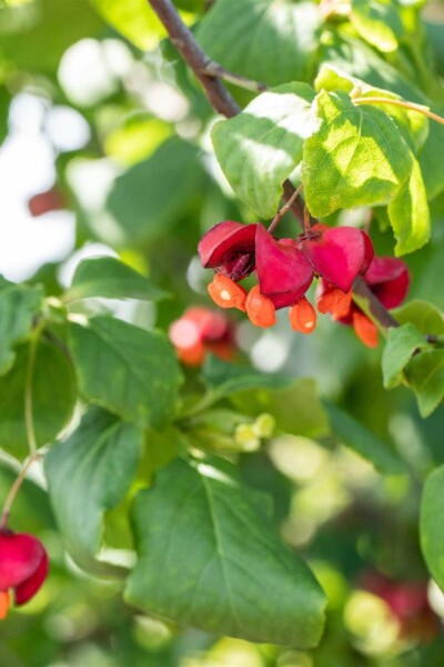 Euonymus europaeus busk Euonymus europaeus busk