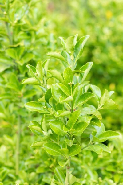 Euonymus japonicus busk Euonymus japonicus busk