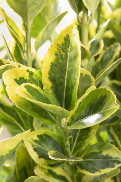 Euonymus japonicus 'Aureomarginatus'