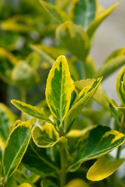 Euonymus japonicus 'Aureus' busk Euonymus japonicus 'Aureus' busk