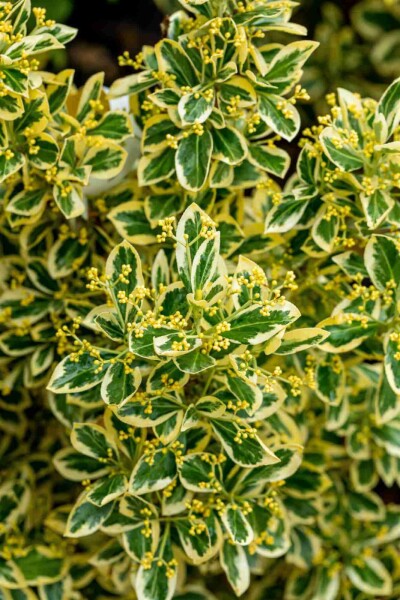 Euonymus japonicus 'Bravo' busk Euonymus japonicus 'Bravo' busk