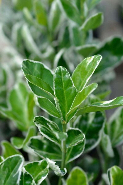 Euonymus japonicus 'Kathy' busk Euonymus japonicus 'Kathy' busk