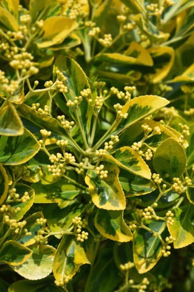 Euonymus japonicus 'Marieke' busk Euonymus japonicus 'Marieke' busk