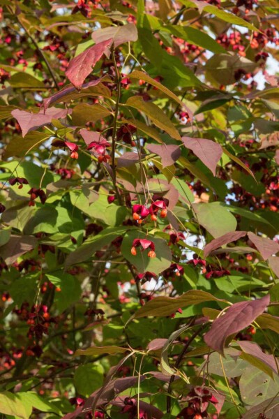 Euonymus planipes busk Euonymus planipes busk