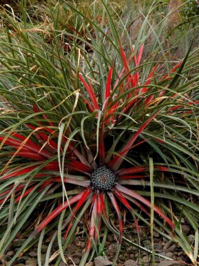 Fascicularia bicolor