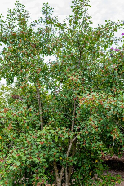 Frangula alnus Frangula alnus