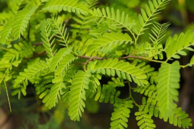 Valse christusdoorn Gleditsia triacanthos 'Elegantissima' struik Gleditsia triacanthos 'Elegantissima' struik