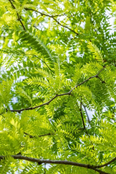 Gleditsia triacanthos 'Sunburst' arbuste Gleditsia triacanthos 'Sunburst' arbuste