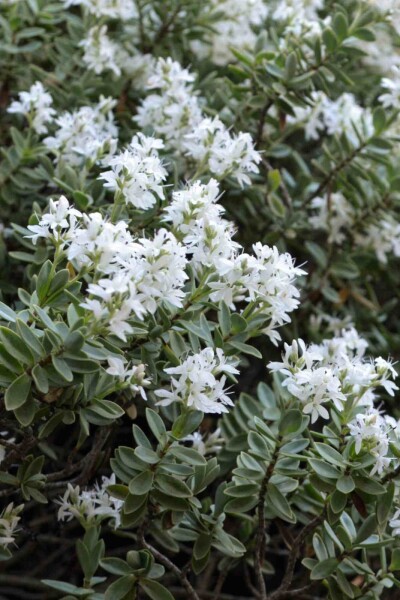 Hebe pinguifolia Hebe pinguifolia