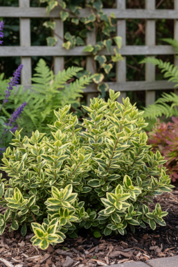 Hebe 'Pinocchio' arbuste