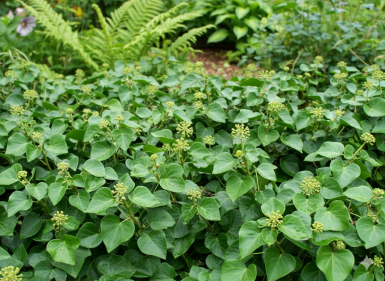 Hedera helix 'Arbori Compact' Strauch