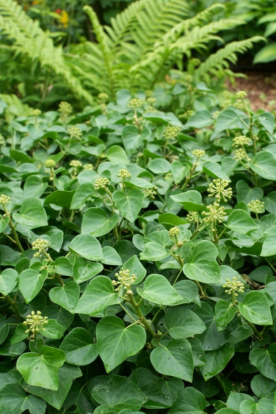 Hedera helix 'Arbori Compact' struik