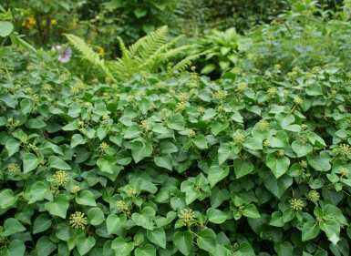 Hedera helix 'Arbori Compact' Strauch