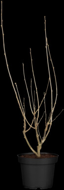 Hibiscus syriacus 'Hamabo' struik 40-60 cm