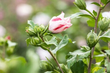 Hibiscus syriacus 'Hamabo' struik 40-60 cm