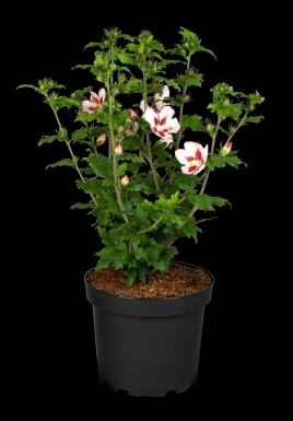 Hibiscus syriacus 'Hamabo' struik 40-60 cm