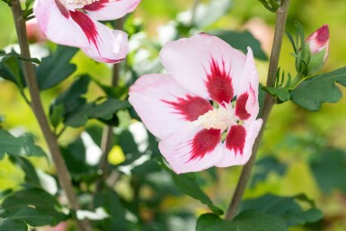 Hibiscus syriacus 'Hamabo' struik 40-60 cm