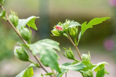Hibiscus syriacus 'Hamabo' struik 40-60 cm
