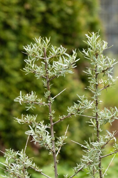 Hippophae rhamnoides Hippophae rhamnoides