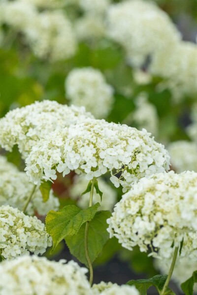 Hydrangea ‘Strong Annabelle’ Hydrangea ‘Strong Annabelle’