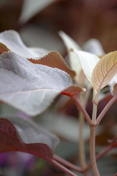 Hydrangea aspera 'Hot Chocolate' Hydrangea aspera 'Hot Chocolate'