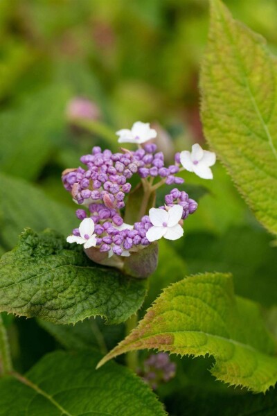 Hydrangea involucrata struik Hydrangea involucrata struik