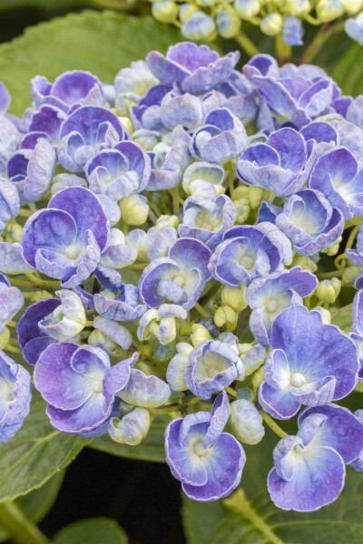 Hydrangea macrophylla 'Ayesha' struik Hydrangea macrophylla 'Ayesha' struik