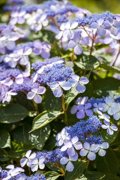 Hydrangea macrophylla 'Bodensee' Hydrangea macrophylla 'Bodensee'