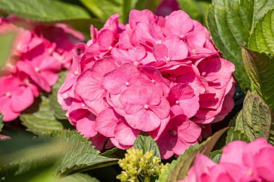 Hortensia Hydrangea macrophylla 'Bouquet Rose' struik 20-30 C3 Hydrangea macrophylla 'Bouquet Rose' struik 20-30 cm