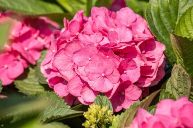 Hydrangea macrophylla 'Bouquet Rose' arbuste 20-30 cm
