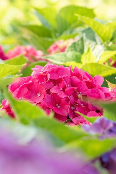 Hydrangea macrophylla 'Bouquet Rose' Hydrangea macrophylla 'Bouquet Rose'