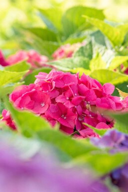 Hydrangea macrophylla 'Bouquet Rose' arbuste 20-30 cm