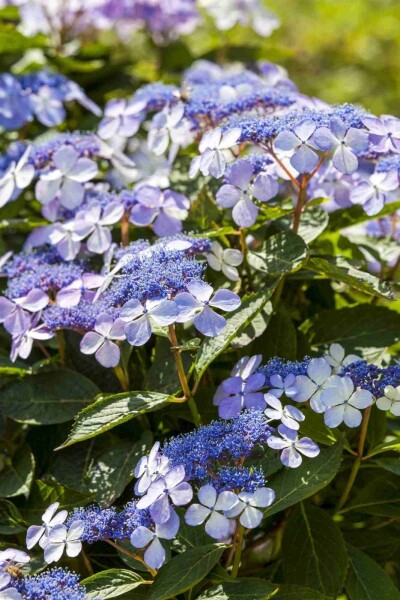 Hydrangea macrophylla 'Mariesii Perfecta' Hydrangea macrophylla 'Mariesii Perfecta'