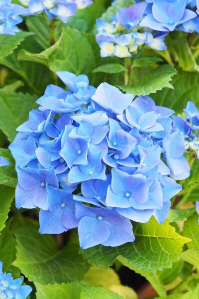 Hydrangea macrophylla 'Nikko Blue' Hydrangea macrophylla 'Nikko Blue'