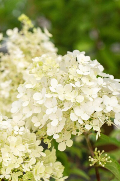 Hydrangea paniculata 'Bobo' Hydrangea paniculata 'Bobo'