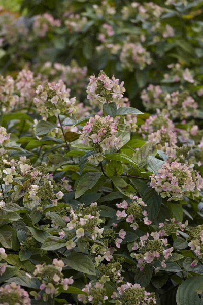 Hydrangea paniculata 'Dart's Little Dot' Hydrangea paniculata 'Dart's Little Dot'