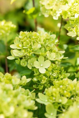 Hydrangea paniculata 'Little Lime' buske 30-40 cm